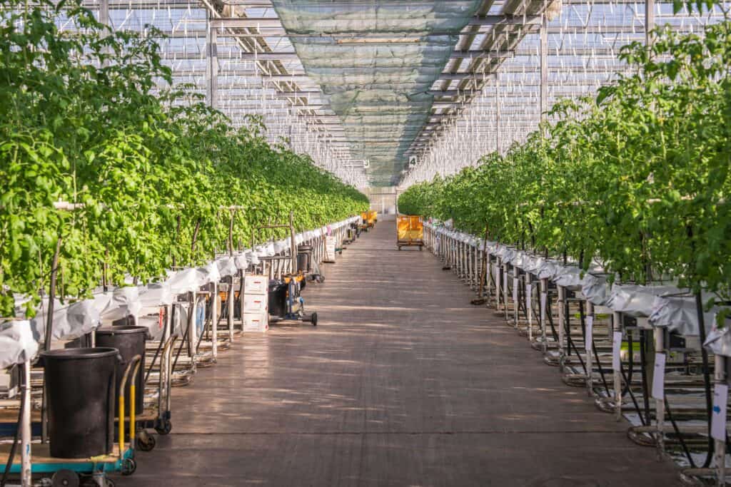 Home A sunlit greenhouse with vibrant rows of tomato plants growing under controlled conditions.