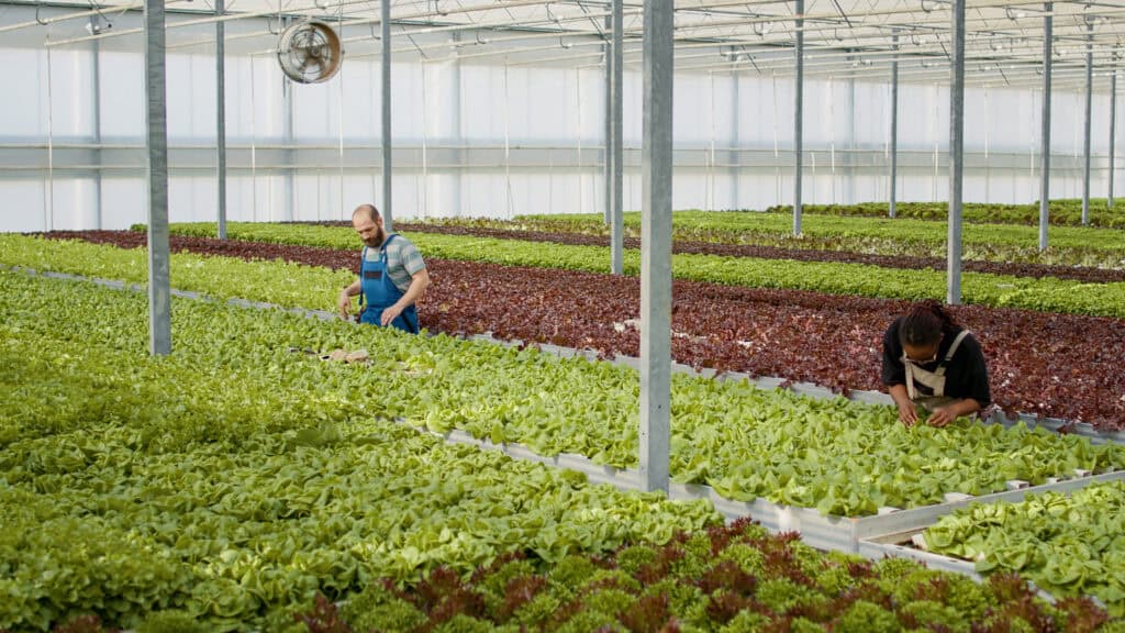 3 Shocking Hydroponics Myths Debunked in CEA Hydroponics myths: greenhouse pickers gathering lettuce standing row hydroponic enviroment inspecting leaves removing damaged plants diverse people growing vegetables working hothouse doing quality control