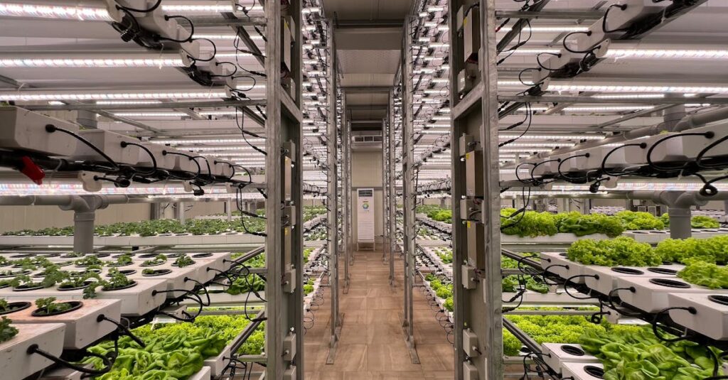 High-tech indoor hydroponic system for growing lettuce efficiently in a greenhouse setting.