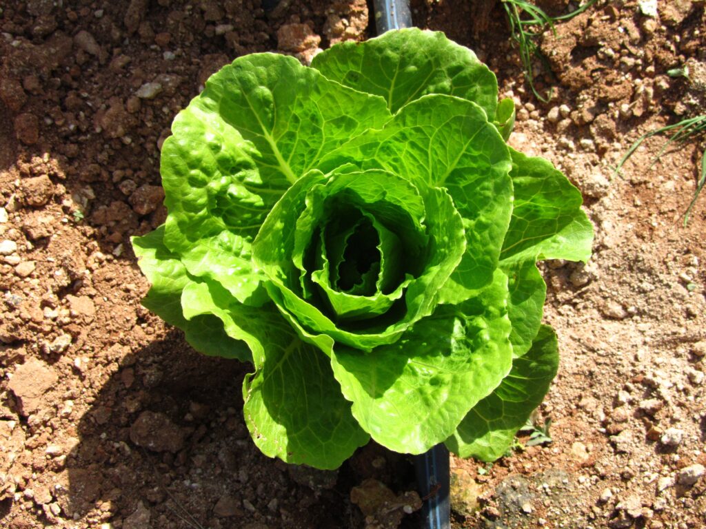 romaine lettuce crop being grown in agricultural land
